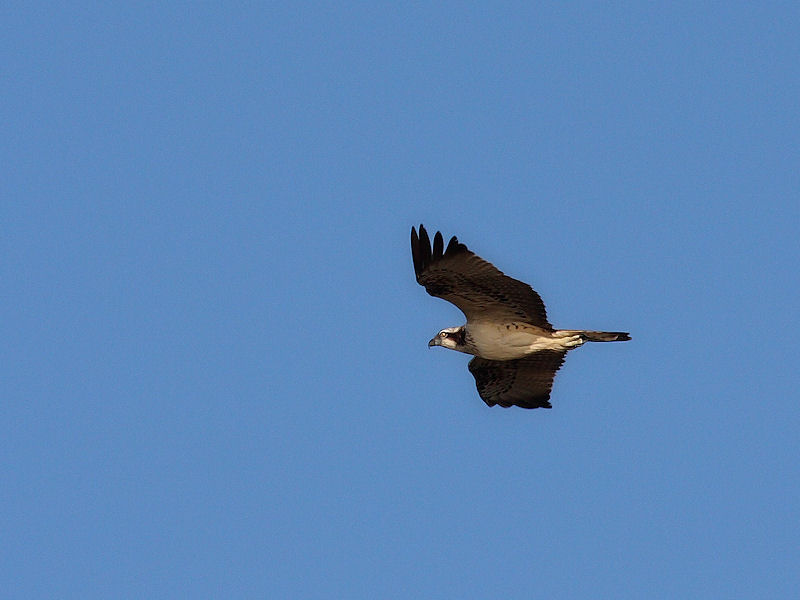 identificazione del rapace